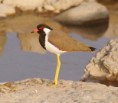 /album/some-overseas-trips/red-wattled-lapwing-corbett-park-india-jpg1/